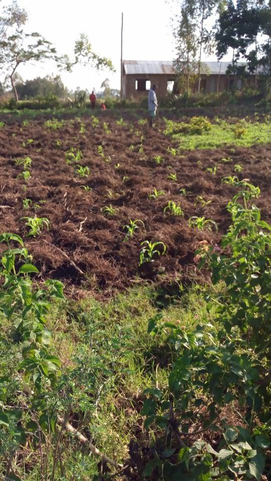 Field work in Ndhiwa