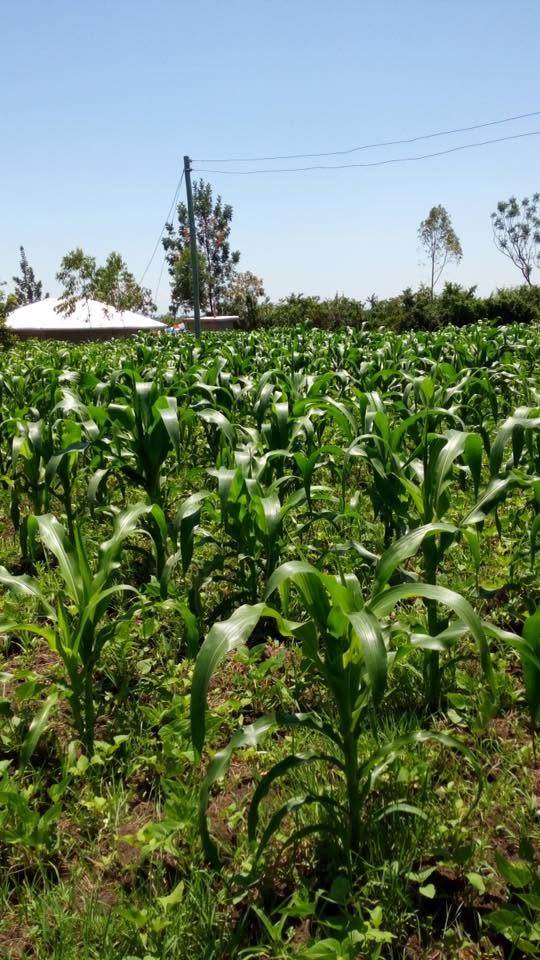 Training session with farmers