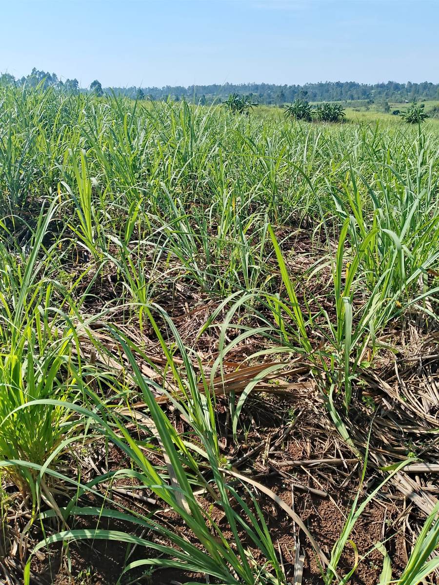 Field engagement