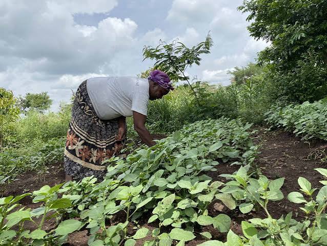 Looking toward the future of agriculture in Homa Bay